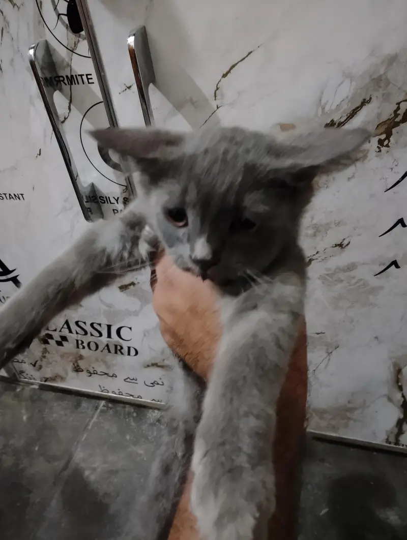 Persian Kitten — photo 2