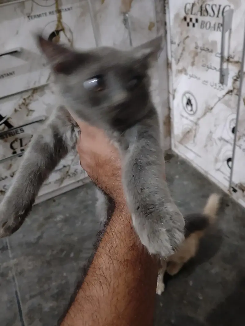 Persian Kitten — photo 3