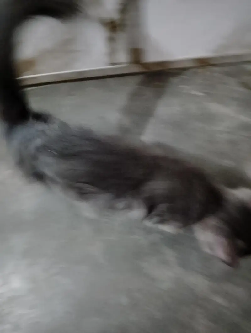 Persian Kitten — photo 4