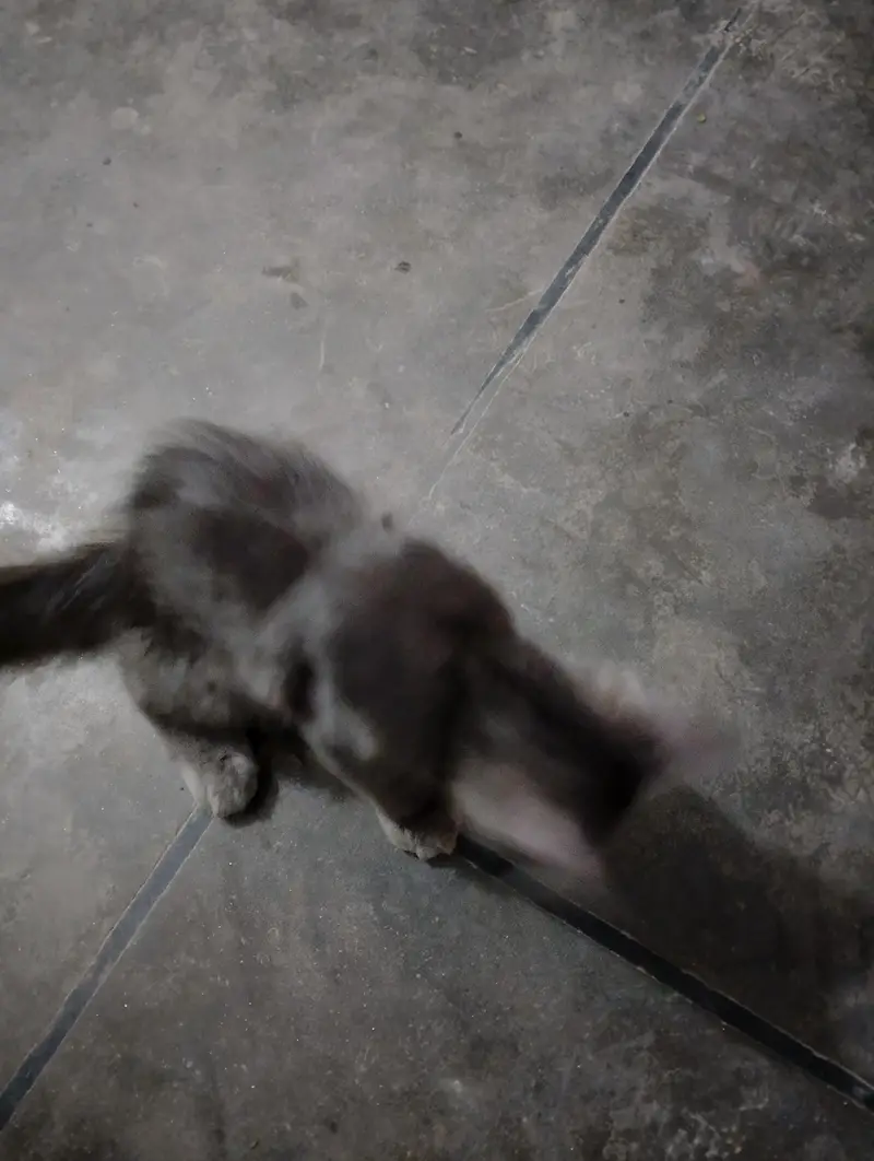 Persian Kitten — photo 5