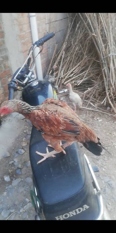 For sale