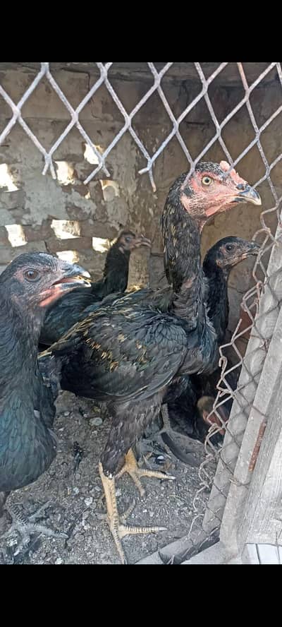 aseel thai pure and thai cross pathy pathiya or breeder