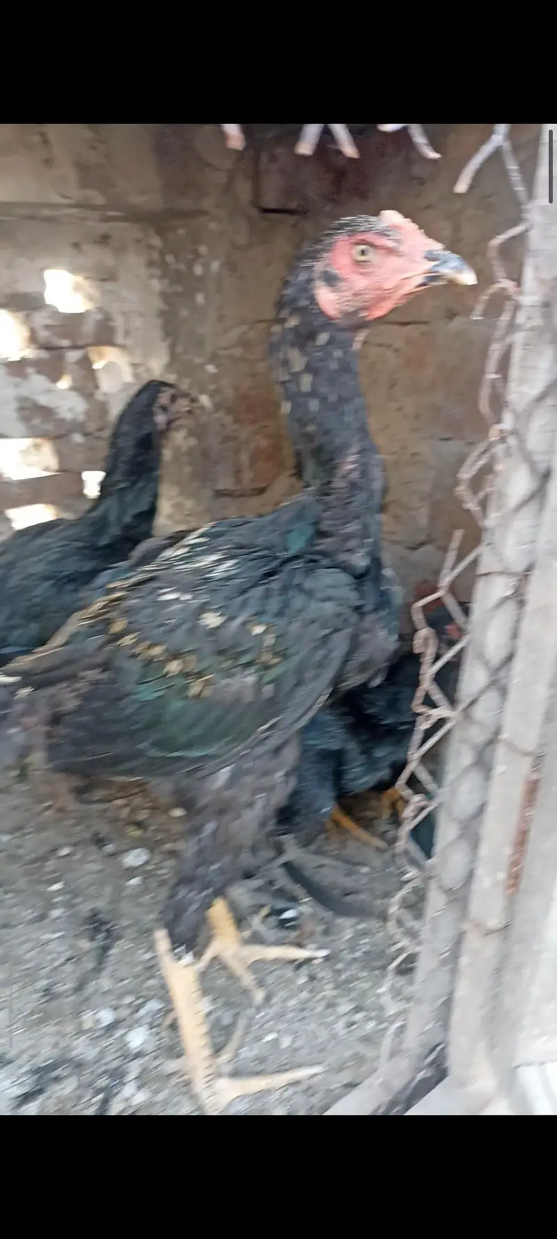aseel thai pure and thai cross pathy pathiya or breeder — photo 2