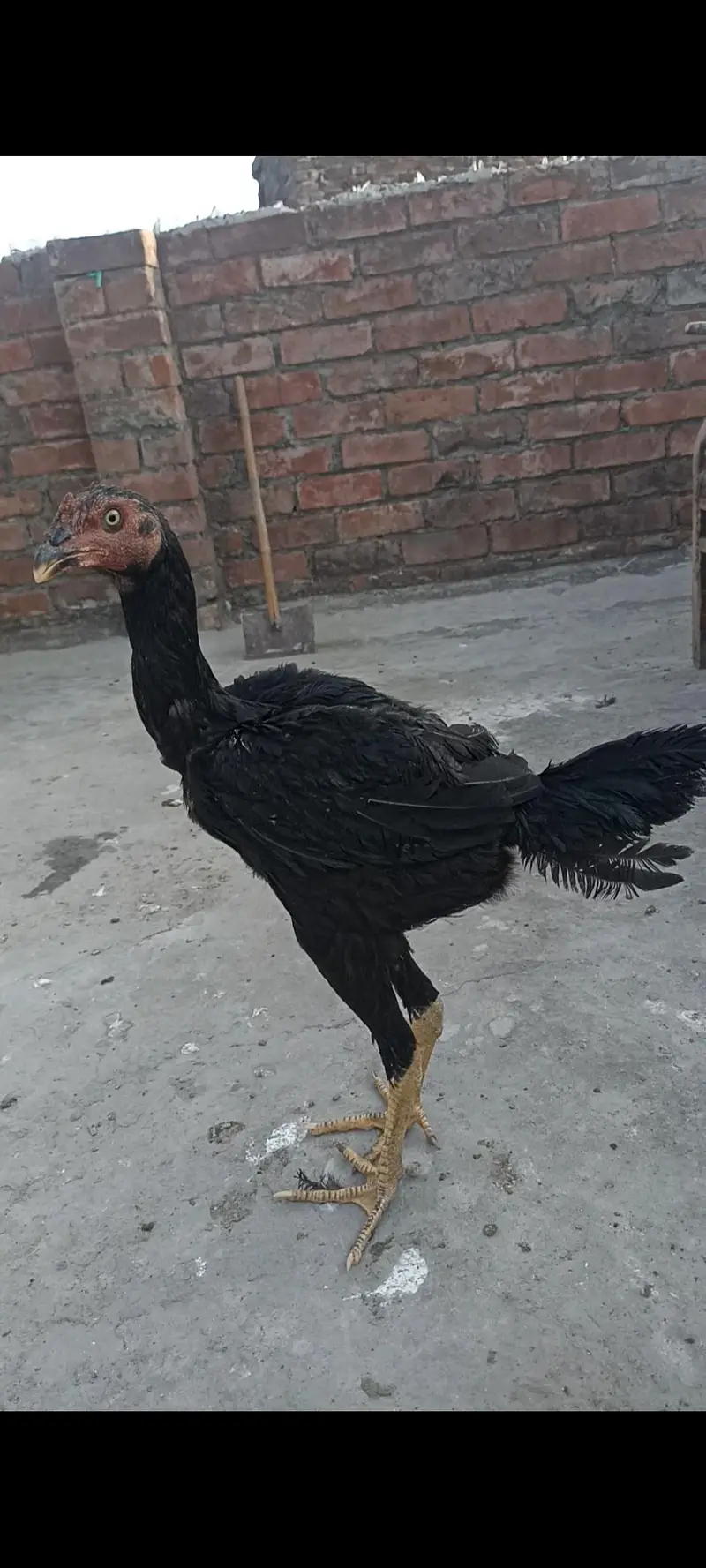 aseel thai pure and thai cross pathy pathiya or breeder — photo 3