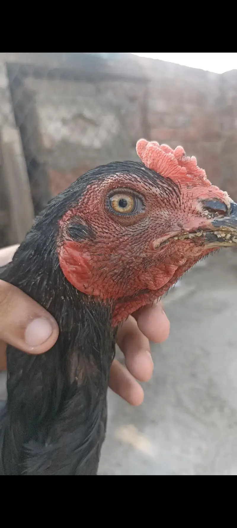 aseel thai pure and thai cross pathy pathiya or breeder — photo 4