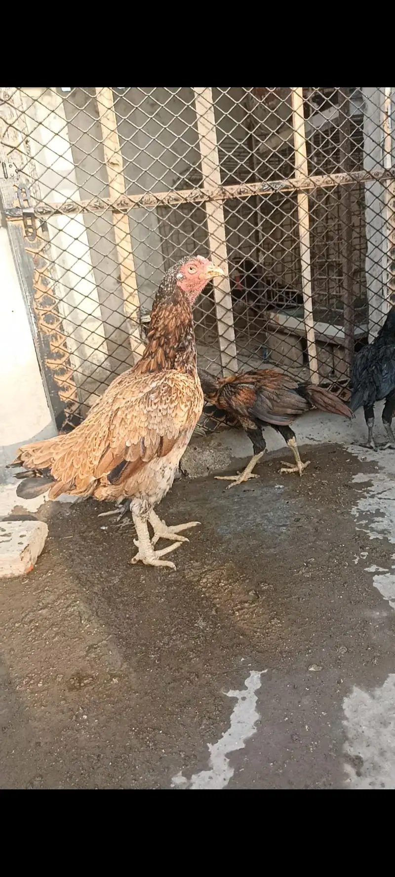 aseel thai pure and thai cross pathy pathiya or breeder — photo 7