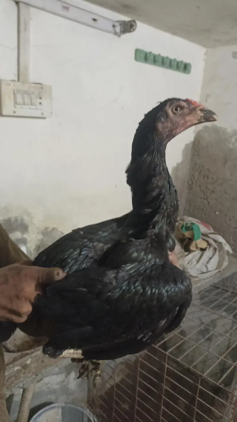aseel thai pure and thai cross pathy pathiya or breeder — photo 8
