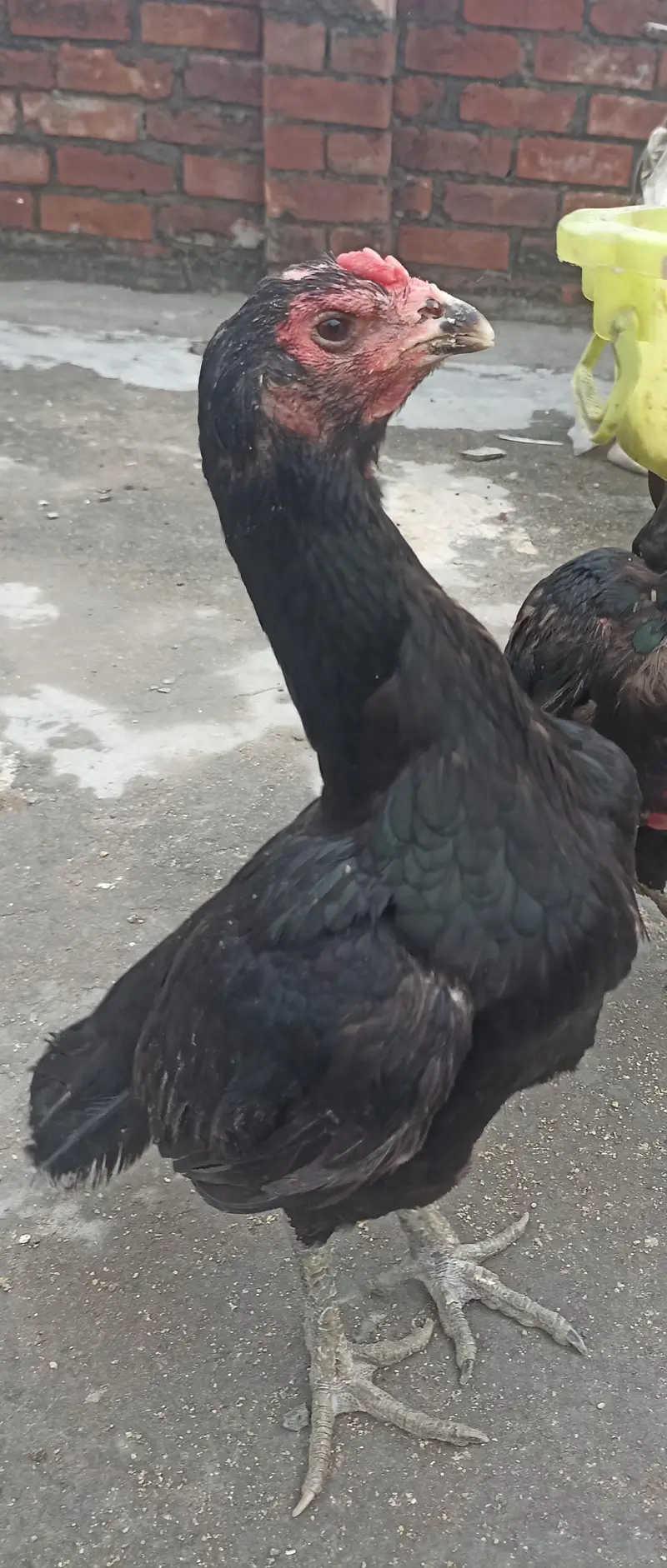 aseel thai pure and thai cross pathy pathiya or breeder — photo 10