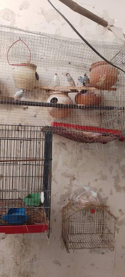 jawa finch pair breeder