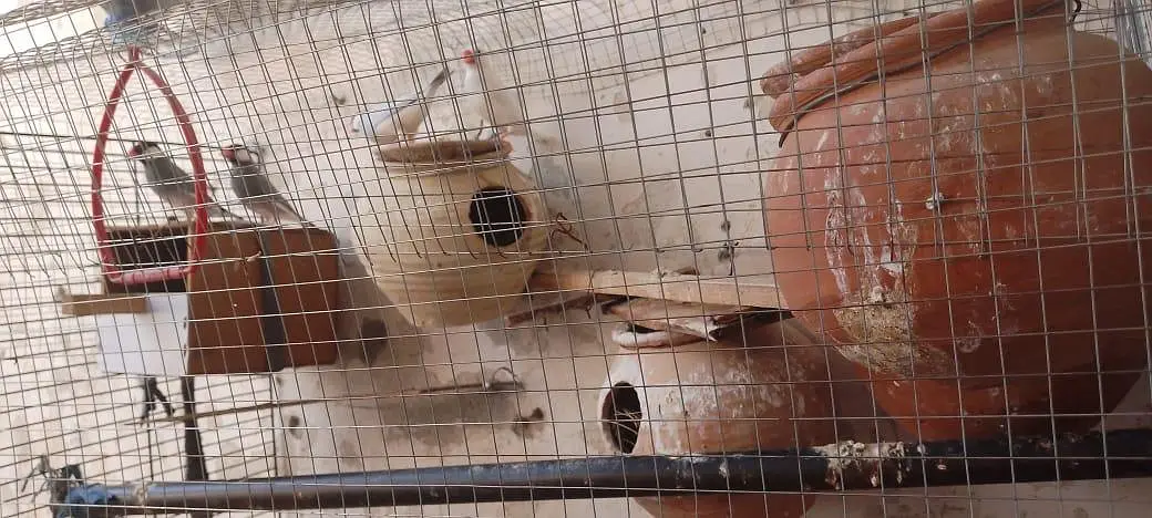 jawa finch pair breeder — photo 2