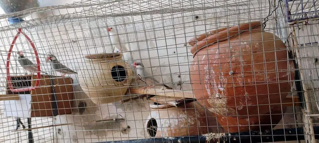 jawa finch pair breeder — photo 3