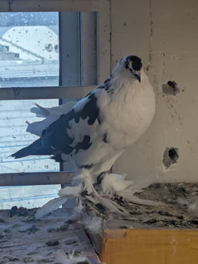 pigeons fancy