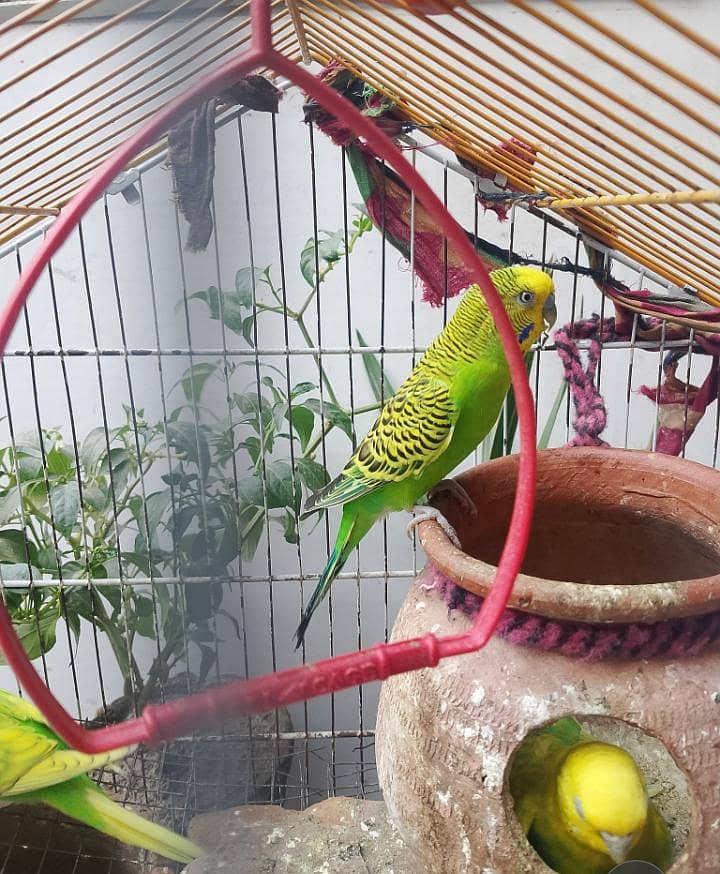 Austrian parrots 0