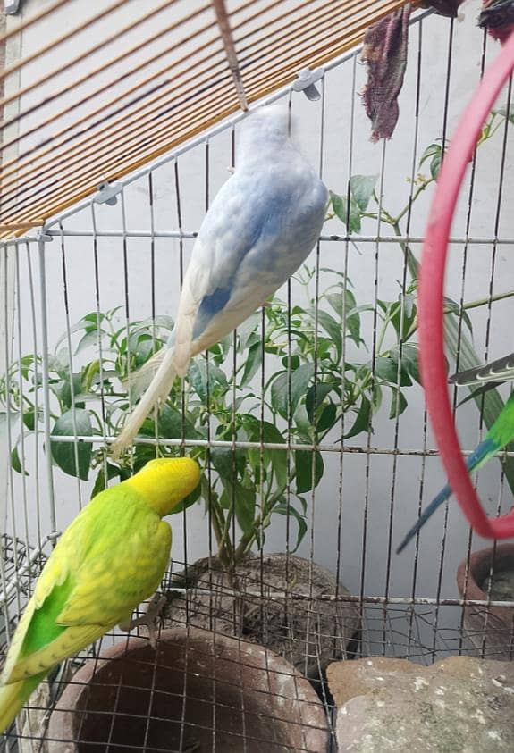 Austrian parrots 1