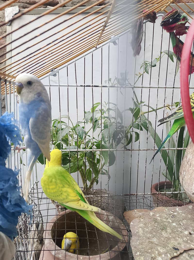 Austrian parrots 2
