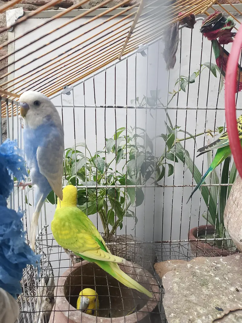 Austrian parrots — photo 3