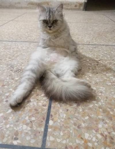 Persian Female  Cat