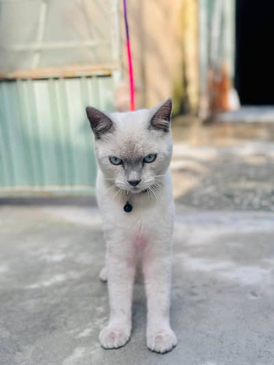 Siamese Male Cat 8 Months | Vaccinated | Grey Eyes | Healthy &