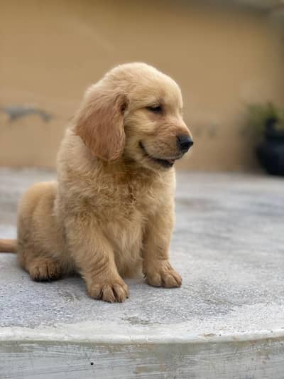Golden retriever pedigreed puppies | Male | Female