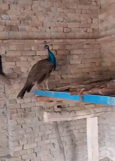 PEACOCK PAIRE