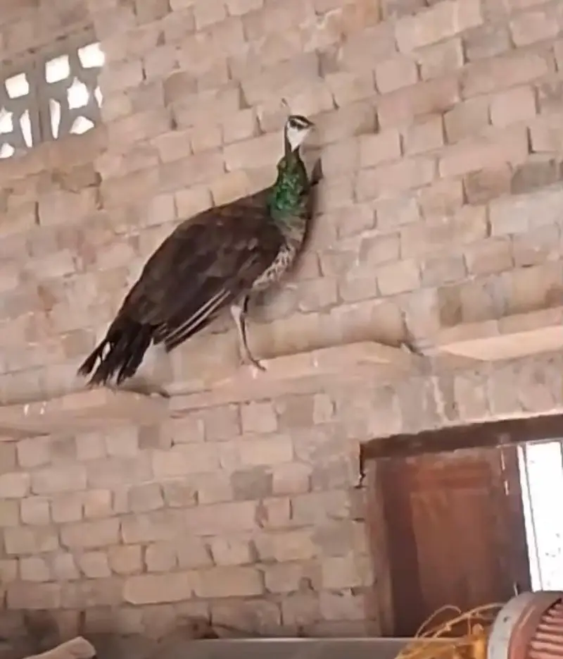 PEACOCK PAIRE — photo 2