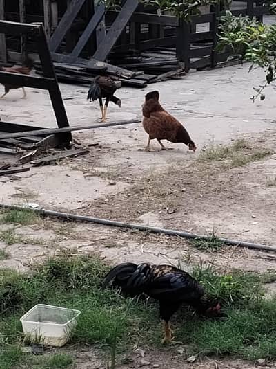 hen mail and females