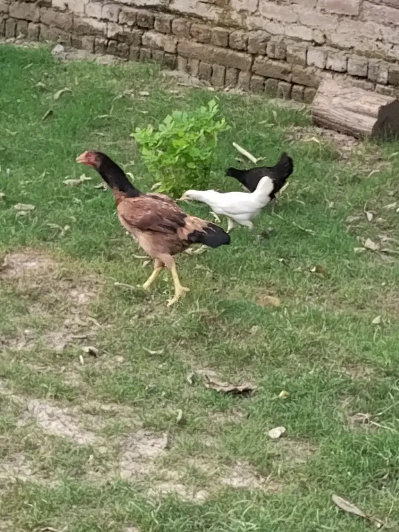 hen mail and females — photo 2