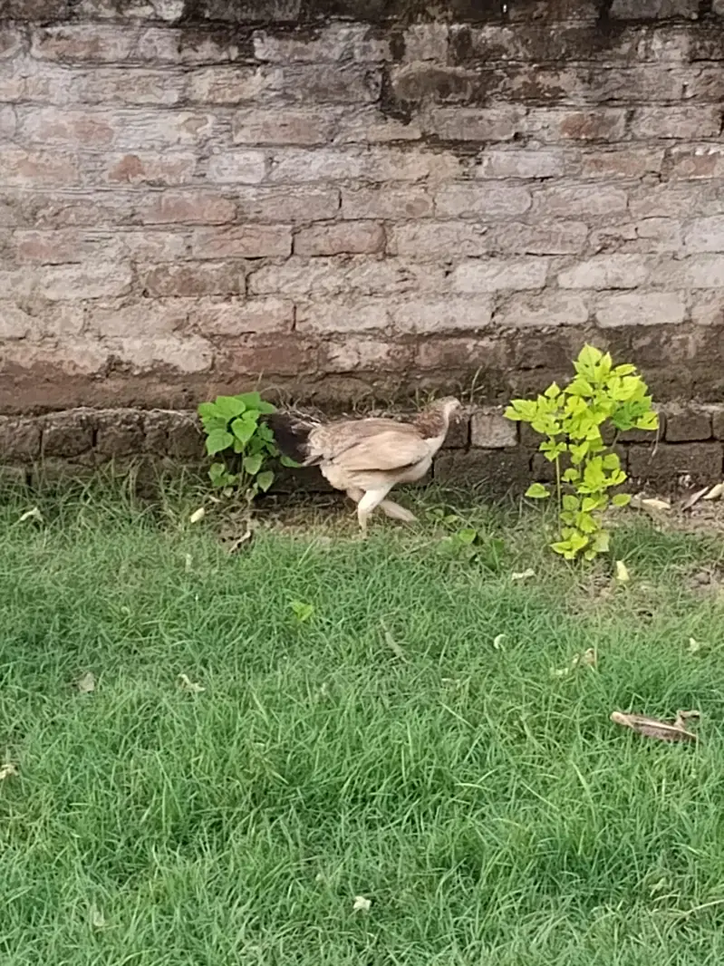 hen mail and females — photo 3