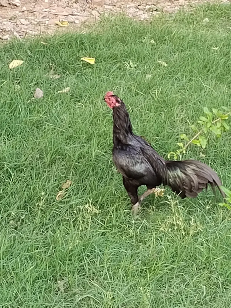 hen mail and females — photo 4