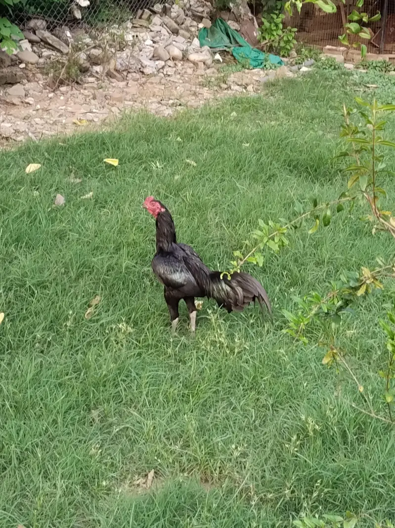 hen mail and females — photo 5