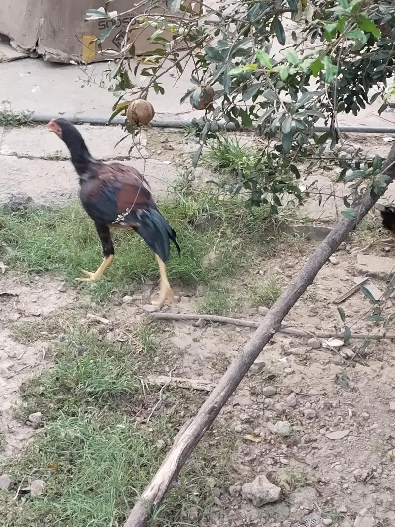 hen mail and females — photo 6