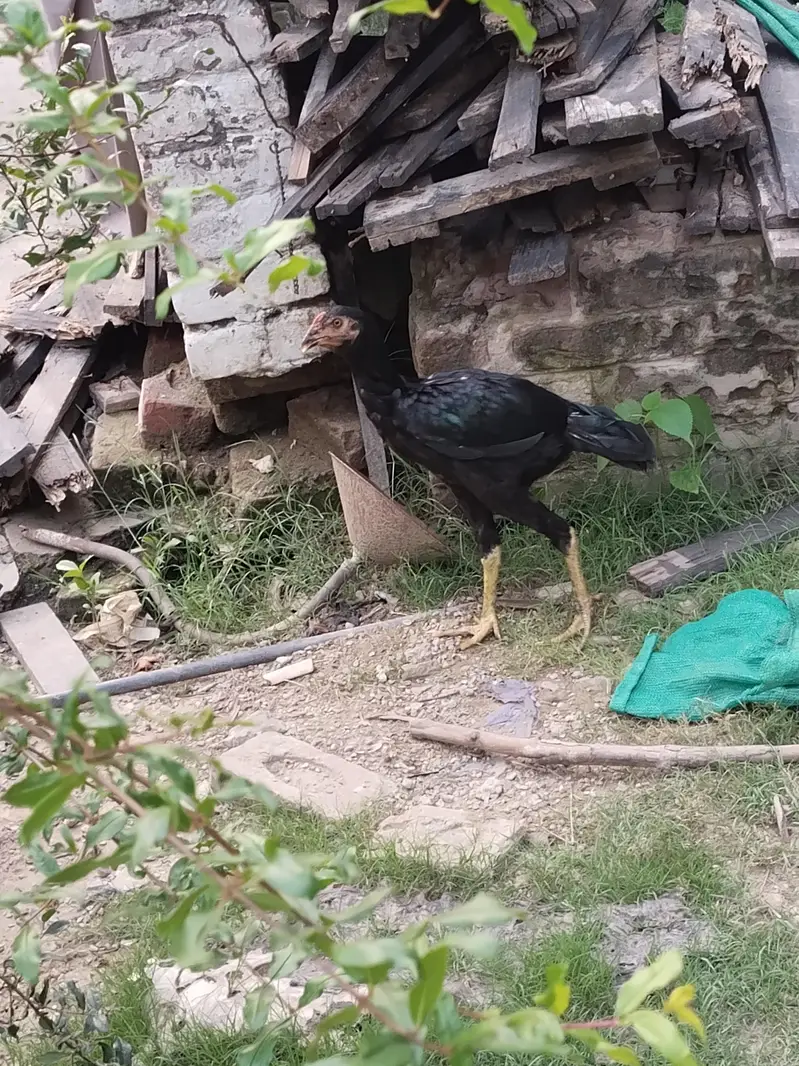 hen mail and females — photo 7