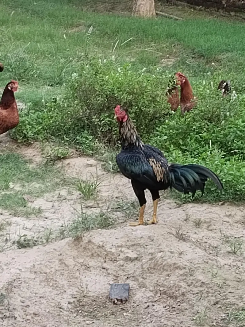 hen mail and females — photo 8