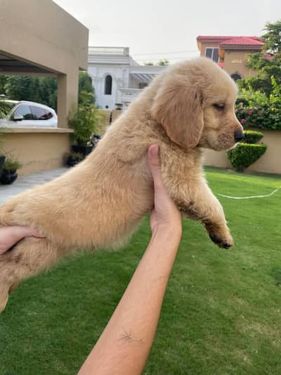 Golden retriever pedigreed puppies | Male | Female