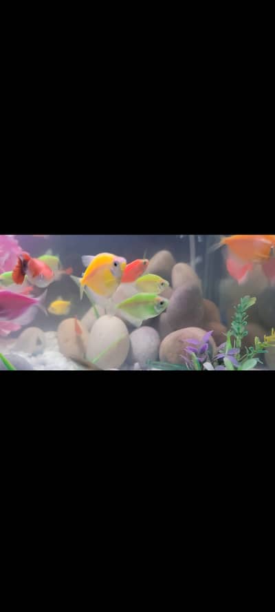 Big size and medium sizs Tetra