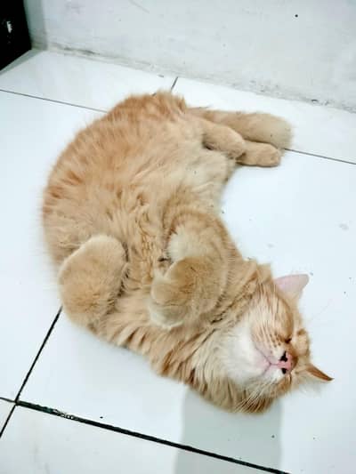 selling my cats