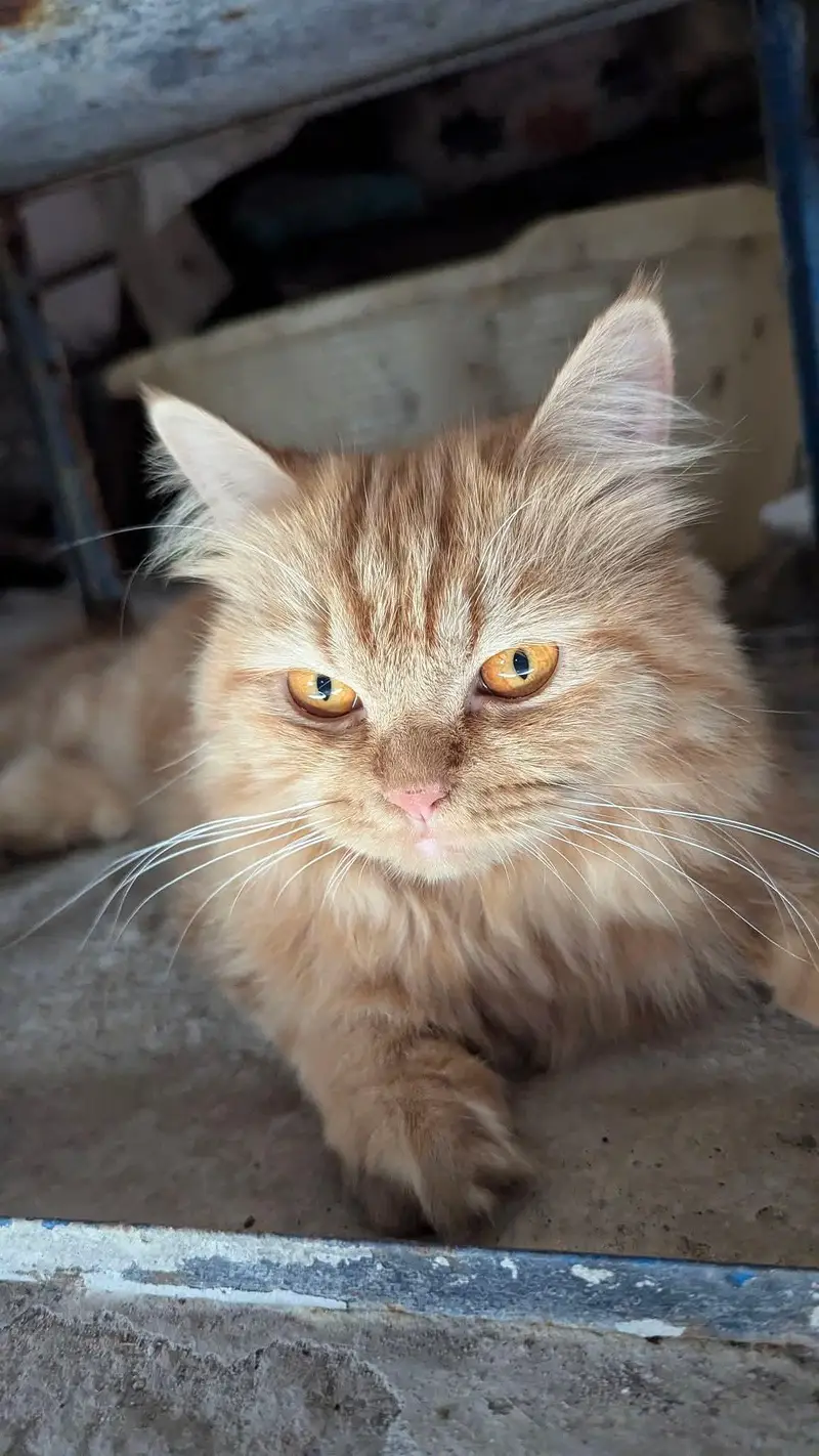 selling my cats — photo 2
