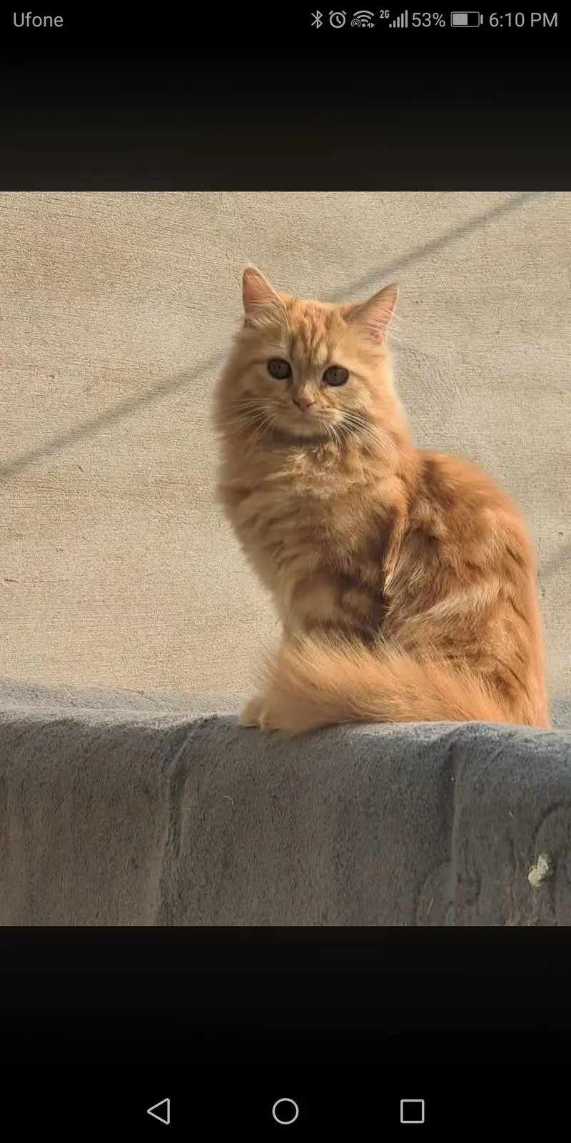 selling my cats — photo 4