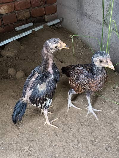 amroha chicks pair