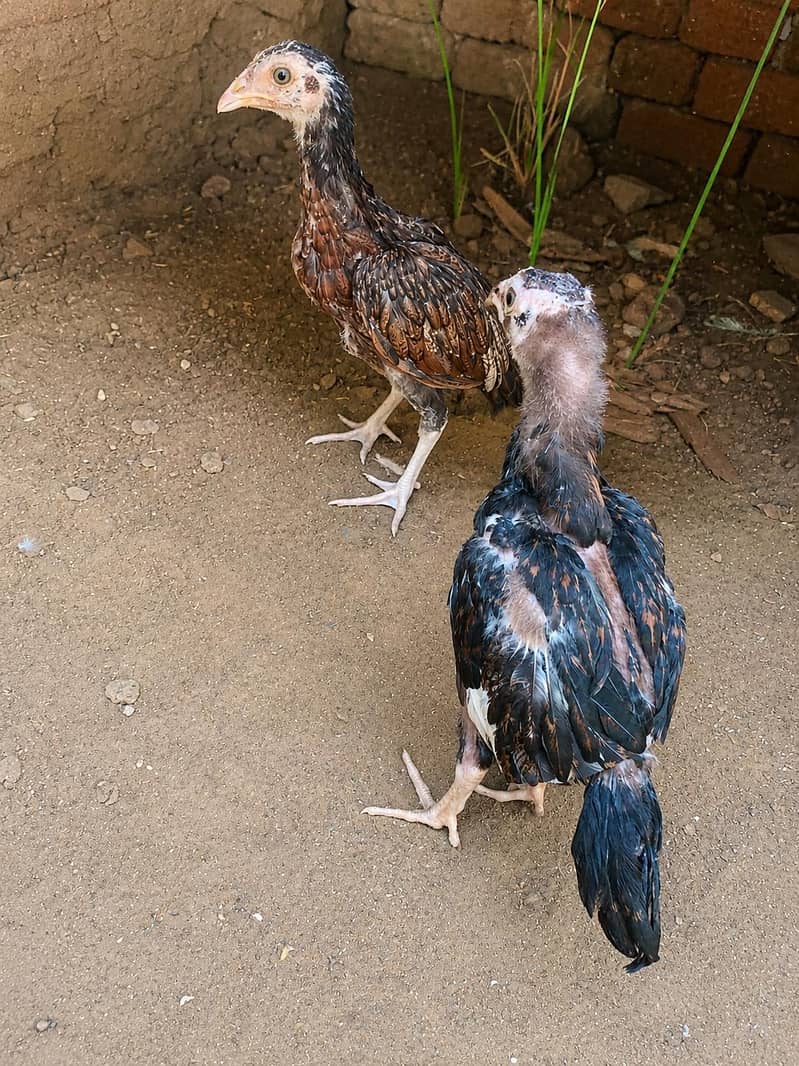 amroha chicks pair 1