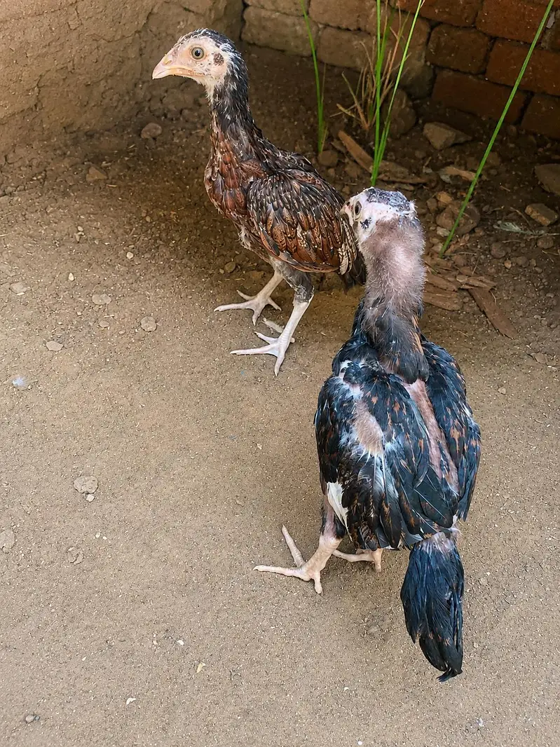 amroha chicks pair — photo 2