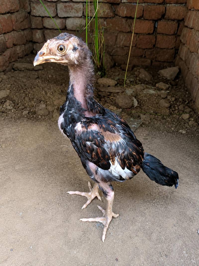 amroha chicks pair 2