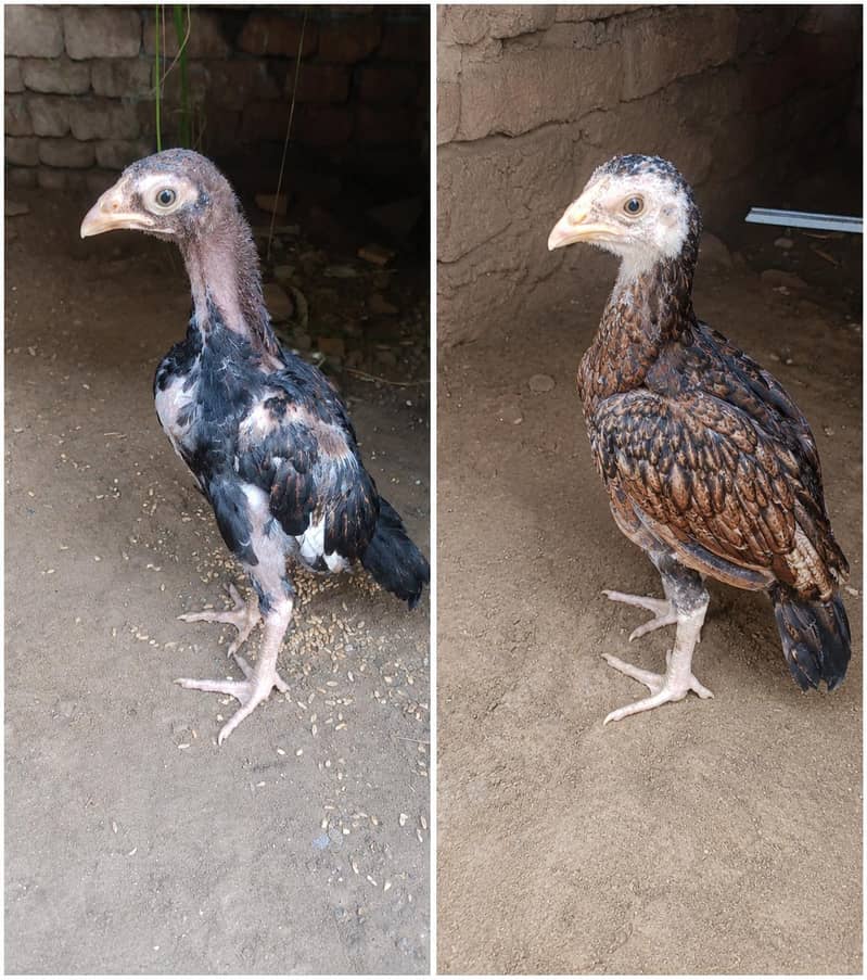 amroha chicks pair 3