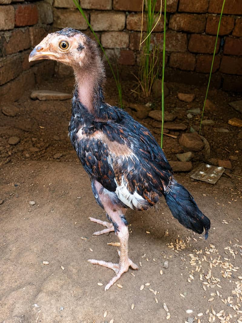 amroha chicks pair 4