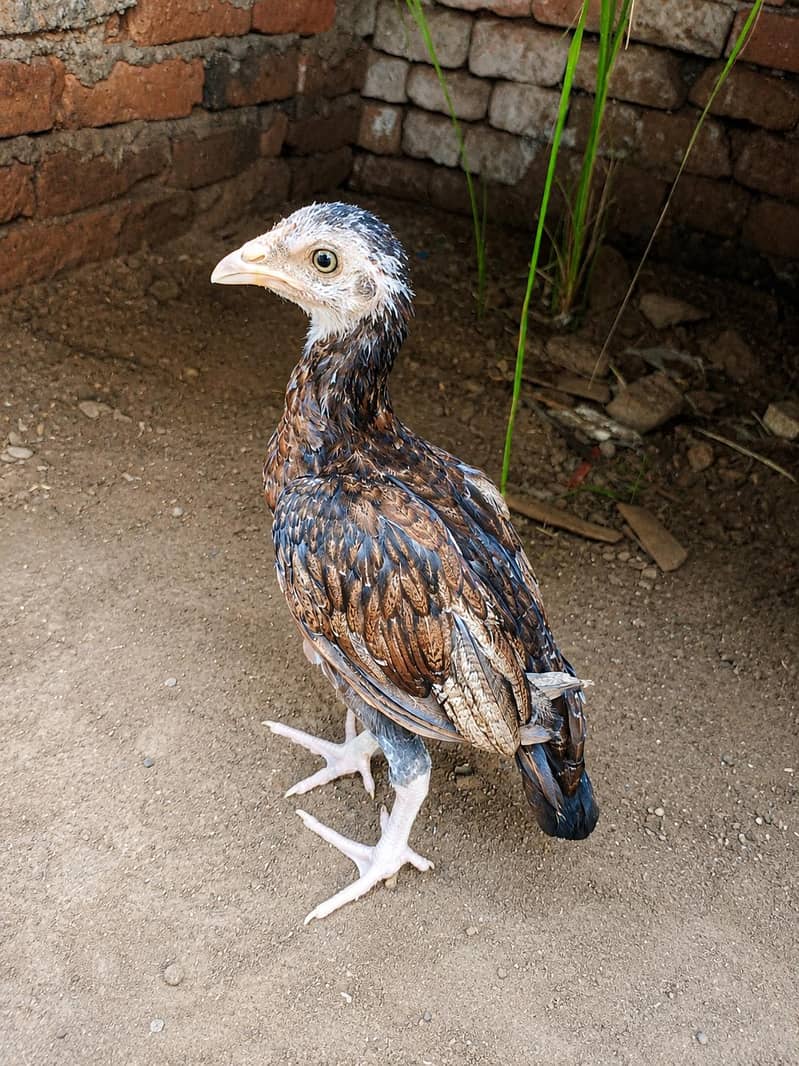 amroha chicks pair 5