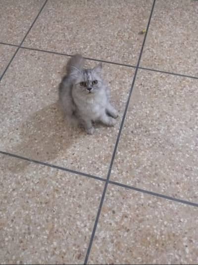 Persian Female cat