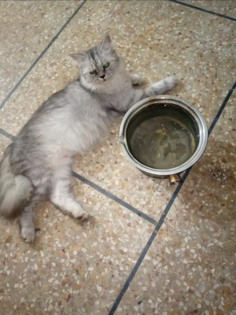 Persian Female cat — photo 3