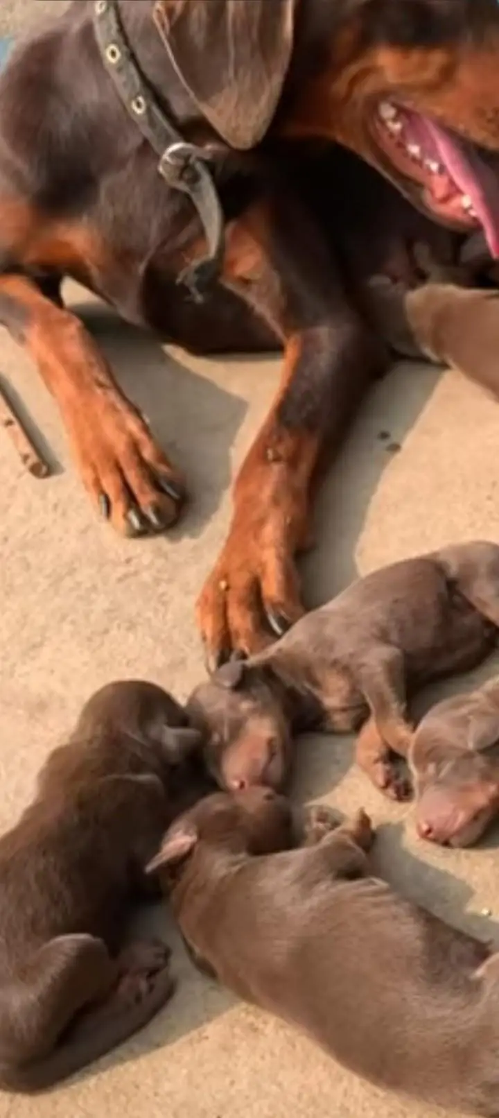 doberman German breed dog baby  — photo 2