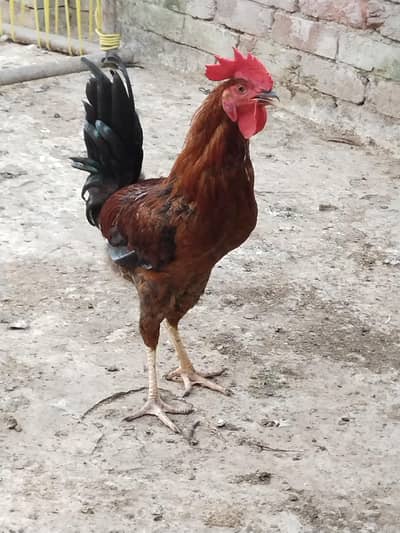 Desi murga