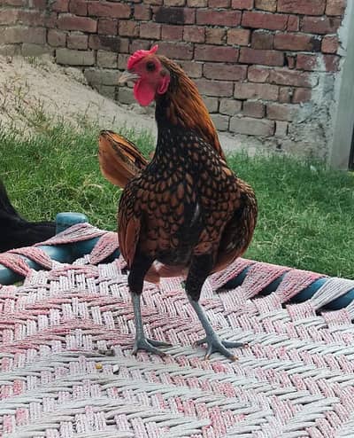 Golden Sebright Bantom Pure